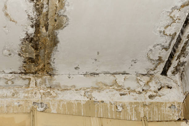 Best Industrial Mold Remediation  in Orange, CA